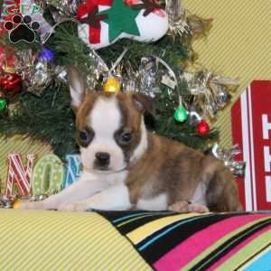 Glory, Boston Terrier Puppy